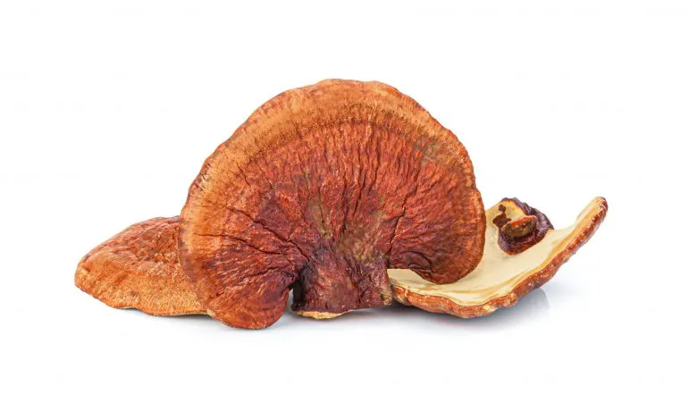 Ganoderma Lucudum e Gano Excel
