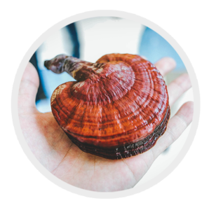 Gano Excel Ganoderma Cafe Gano